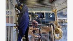 Hyacinth Macaw & Blue and Gold parrots available