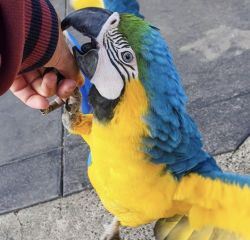 Blue and Yellow Macaw parrots For Sale