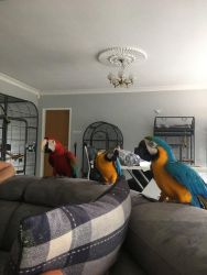 Healthy and socialized Blue and Gold Macaw