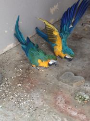 Sell blue and yellow Macaws