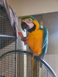 3 year old blue and gold macaw