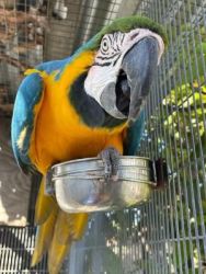 Blue and gold macaw male breeder for sale