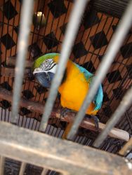 Blue and yellow macaw for sale