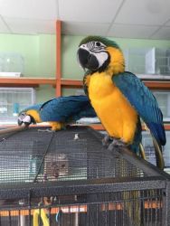 Well Tammed Blue and Gold Macaws available