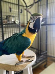 Blue am Gold Macaw for Sell