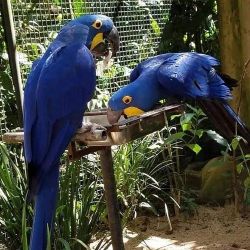 Blue hyacinth macaw parrots available for new homes affordable rehomin