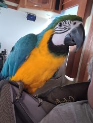 Blue and gold macaw 13mts old