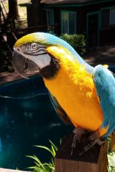 30 yr old Blue & Gold Macaw