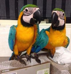 Hand raised Macaws for sale
