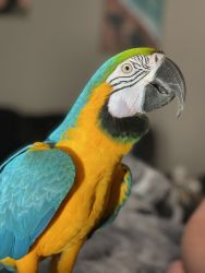 Blue and gold macaw with stand (Apollo)