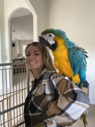 Well tamed Blue and Gold Macaws available