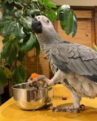 ISO a Macaw or African grey