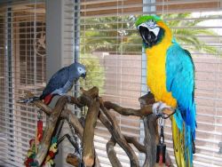 Blue & Gold Macaw for sale