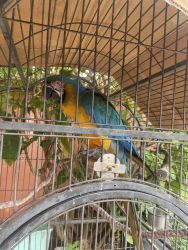Hybrid Blue & Gold Macaw