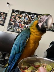 Year old female macaw for sale