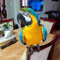 BLUE & GOLD MACAW FOR SALE