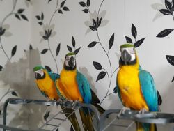 Adorable Blue and gold Macaw Parrots for adoption