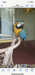Male Macaw