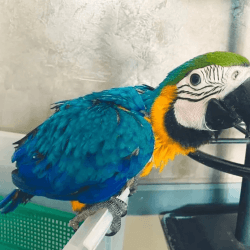 Blue and golden macaw