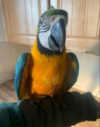 super silly cuddly tame B&G macaw