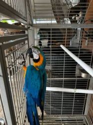 Healthy Pair Blue and Gold Macaws