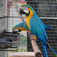 Talking Blue and yellow Macaws
