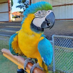 Blue & yellow macaws