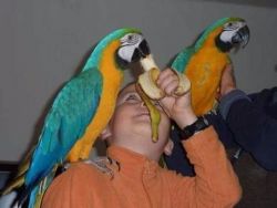 BLUE AND GOLD MACAW PAIR