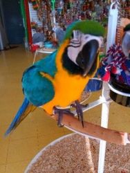 Buggy Blue and gold macaws ready
