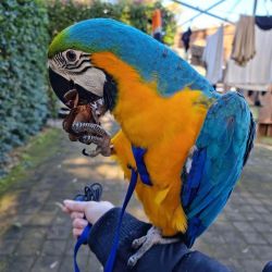 BLUE AND YELLOW MACAWS