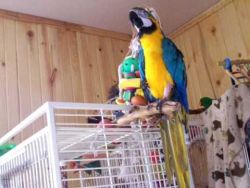 Friendly Blue & Gold Macaws