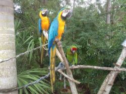 BLUE AND YELLOW MACAW PARROTS