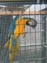 Tamed Blue and Gold Macaws