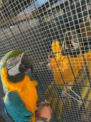 Special Blue and Gold Macaws