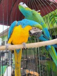 Solid Pair Blue and Gold Macaws