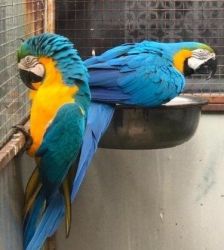 Hand Reared Baby Blue And Gold Macaw parrot with cage for sale