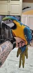 Titled Blue & Gold macaws