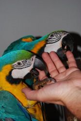 Beautiful Tame Blue And Gold Macaw Pair