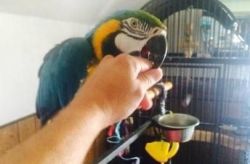 Friendly Blue and Gold Macaw Parrots