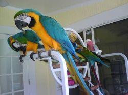 pair of blue and gold macaw parrots