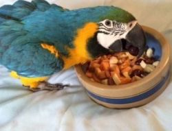 Blue and Gold Macaw - We Ship
