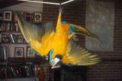 Blue and Gold Macaw parrot and eggs