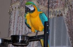 Xcfvg Well Talking Blue And Yellow Macaw Parrot