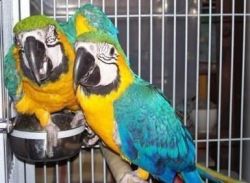 set blue and gold macaws ready now