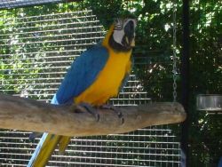 Blue And Gold Proven Macaw Pair For Rehoming