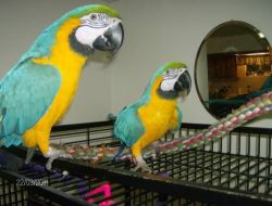 Talking and trained parrots for adoption