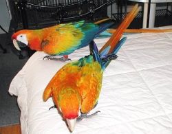 tamed pair of camelot macaw parrots