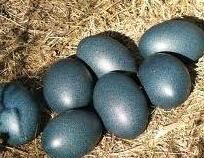 Ostrich Chicks,parrot Chicks And Eggs For Sale