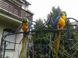 2 blue and gold macaws: