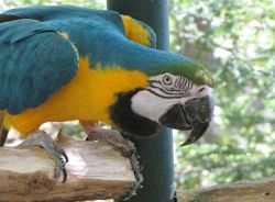 Pair Of Outstanding Blue And Yellow Macaw Parrots